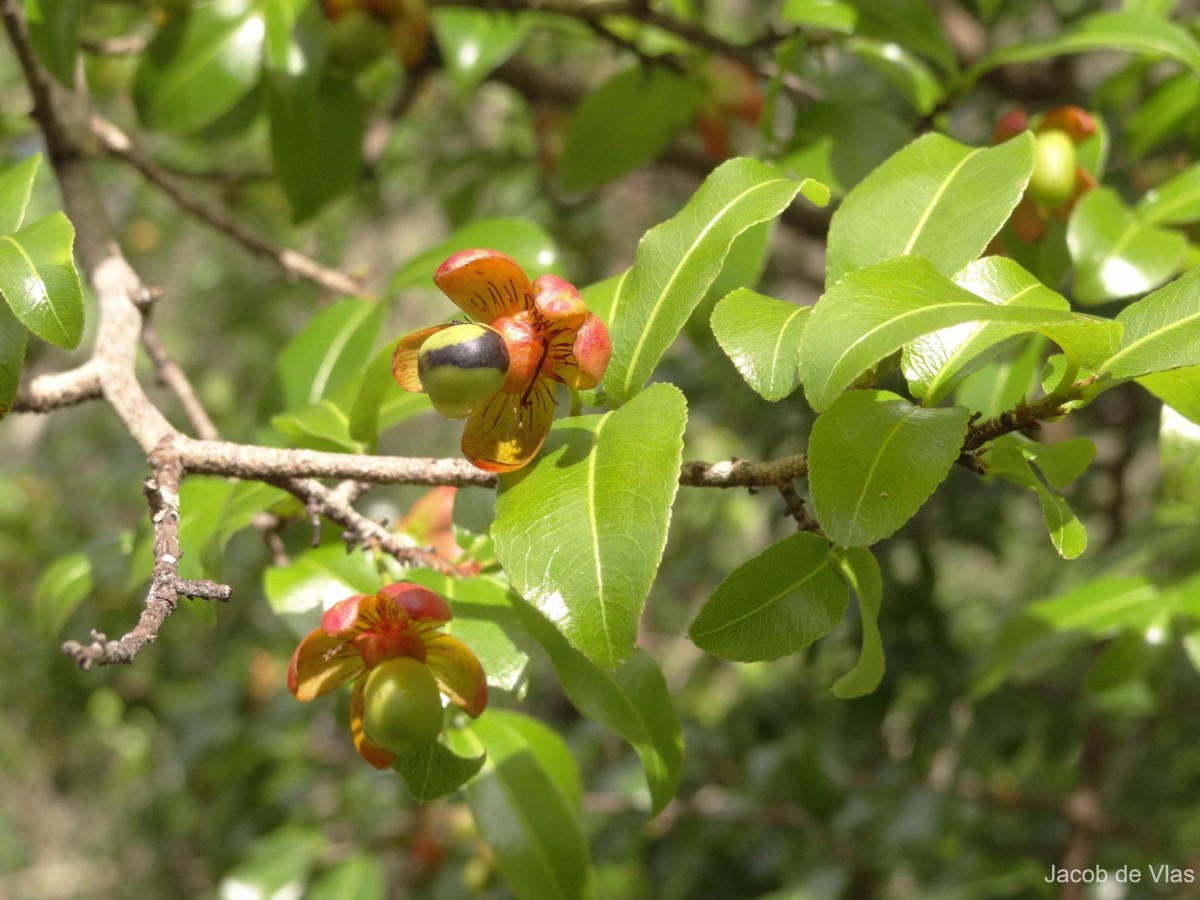 Ochna lanceolata Spreng.